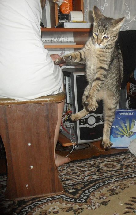 Котовторник!