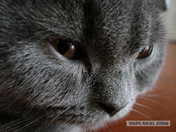 Котовторник (07.02.2012)