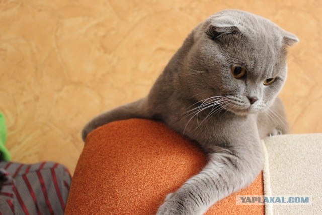 Котовторник (15.05.2012)