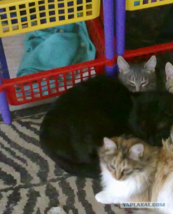 Котовторник 29.05.2012