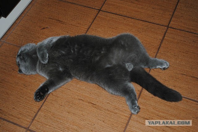 Котовторник 03 07 2012