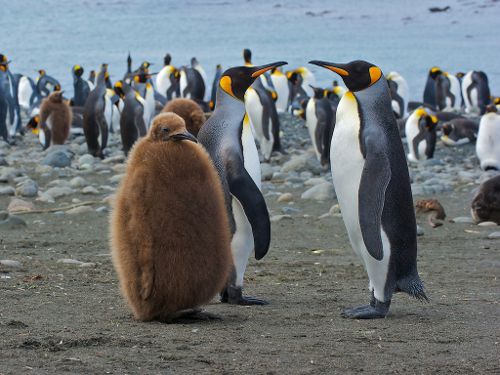 Молодые пингвины
