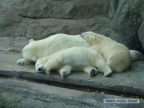 Московский зоопарк