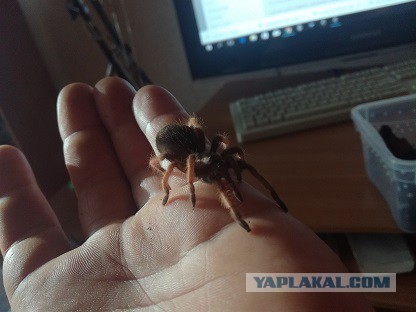 Немного о птицеедах