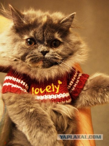 Новый тренд