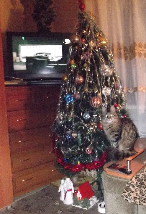 Котовторник *новогодний* 31/12/2019