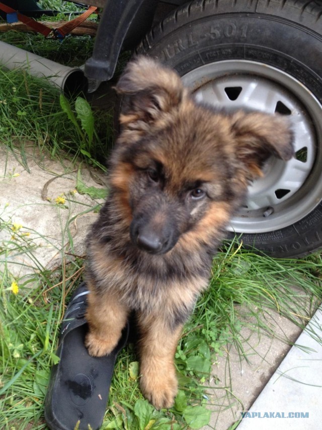 Собакочетверг. Нам сегодня 7 лет!