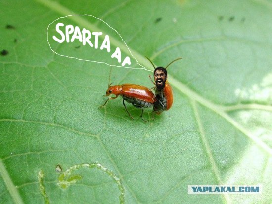 Он как бы нам машет?
