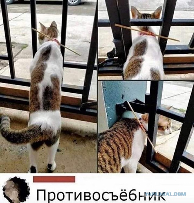 Картинки и мемы для настроения 12.08.2021