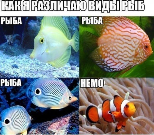 Рыбов, показываю. Красивое