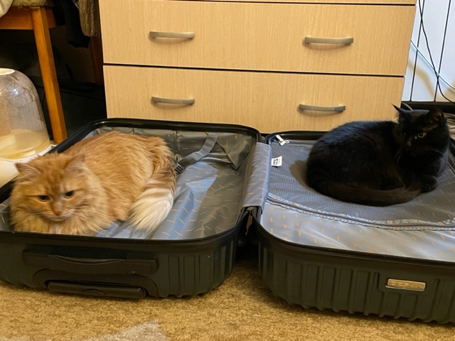 Котовторник. Февраль