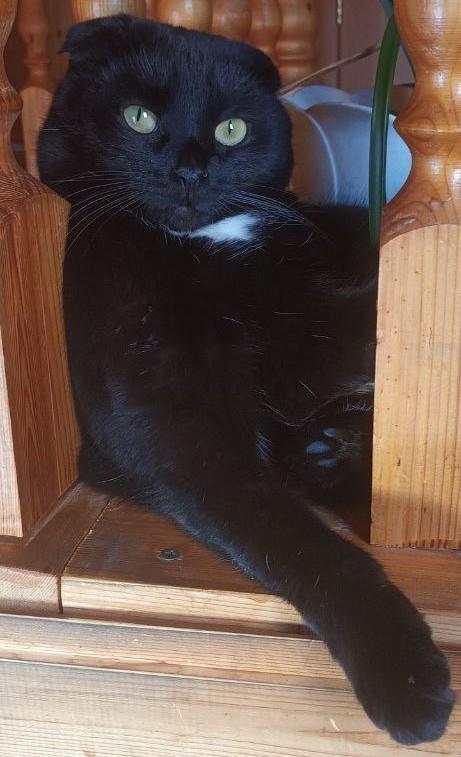 Котодракула