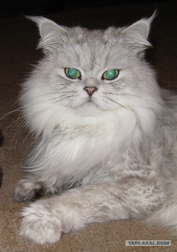 Вася