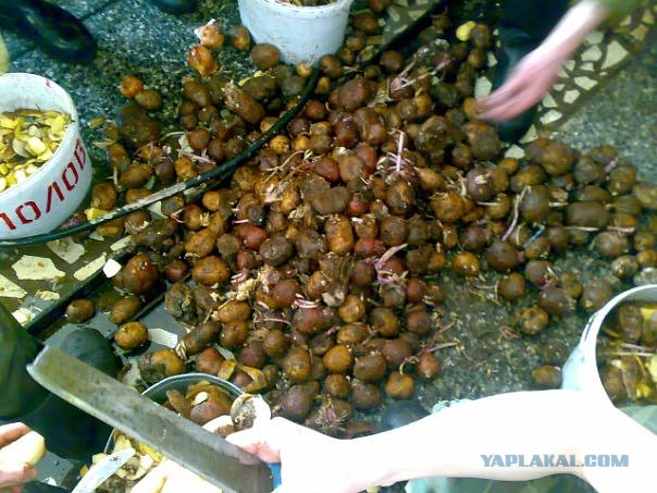 «Шведский стол» в солдатской столовой