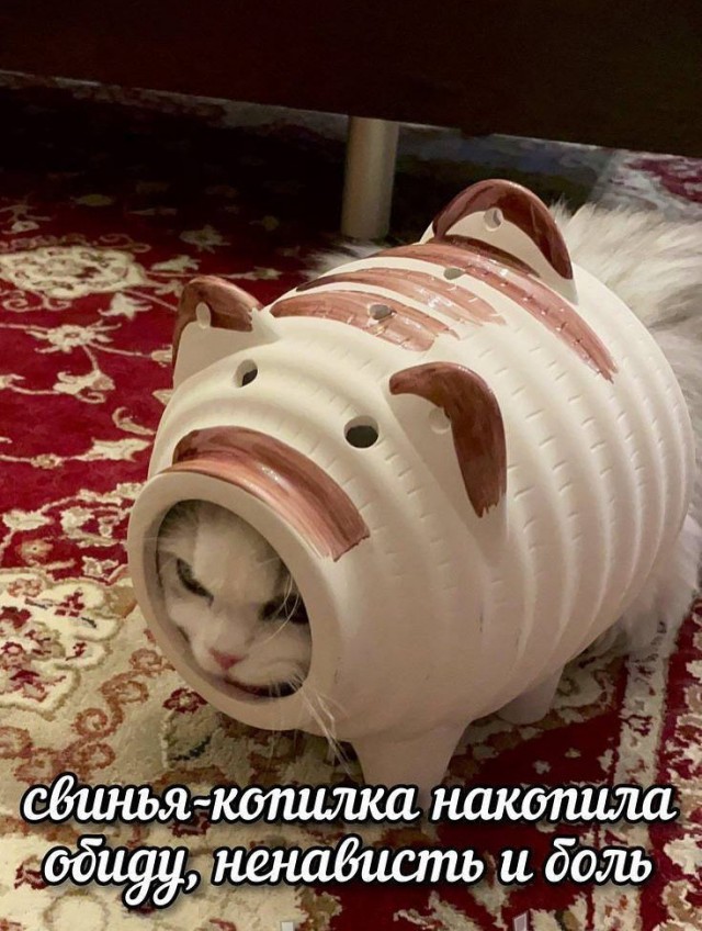 К котовторнику: подборка картинок-баянов с котиками и про котиков. Выпуск 18.