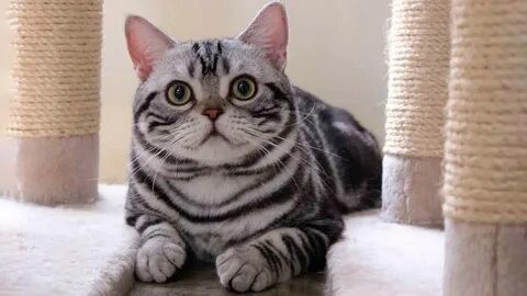 Портрет акварелью американского короткошерстно кота