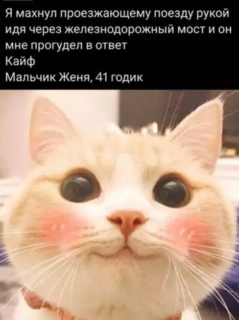 К котовторнику: подборка картинок-баянов с котиками и про котиков. Выпуск 37.