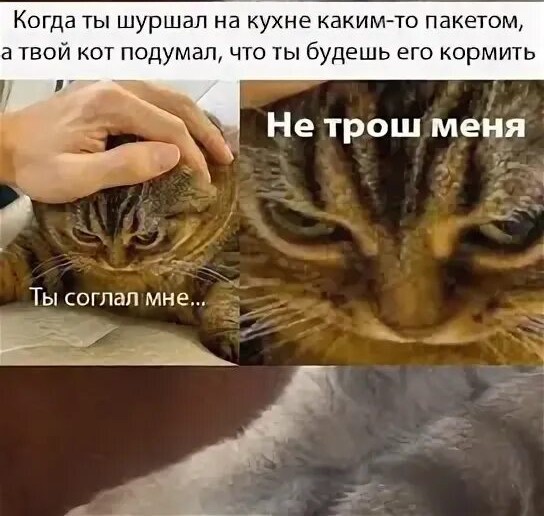 Подборка картинок-баянов с котиками и про котиков. Выпуск 40