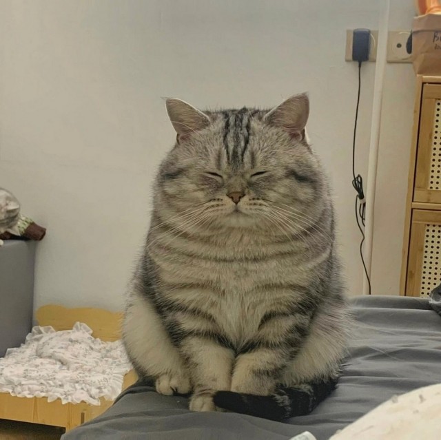 К котовторнику: подборка картинок-баянов с котиками и про котиков. Выпуск 42.