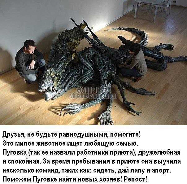 Картинки для деградации 291 (разной степени свежести)