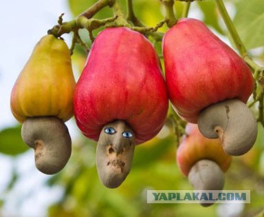 Как растут некоторые фрукты и овощи