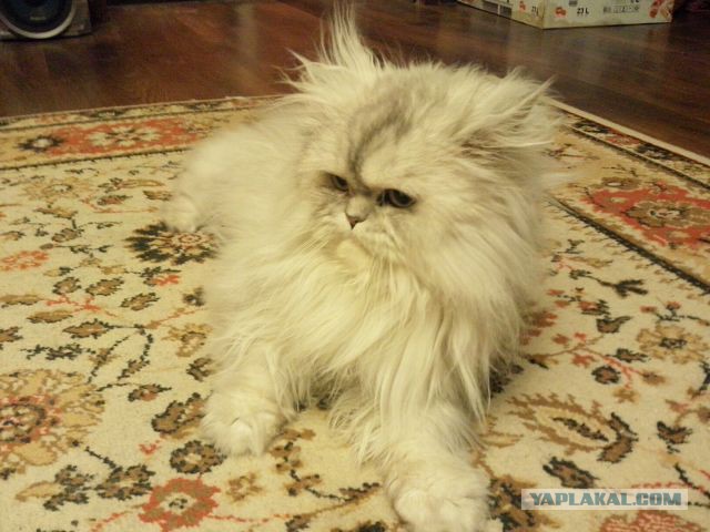 Котовторник 04.03.2014