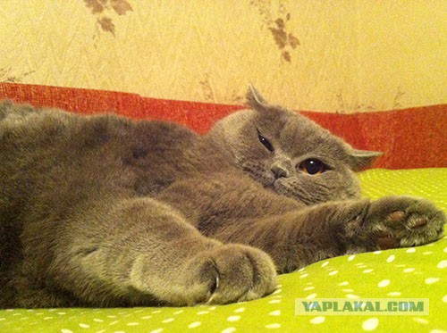 Котовторник  25.03.2014