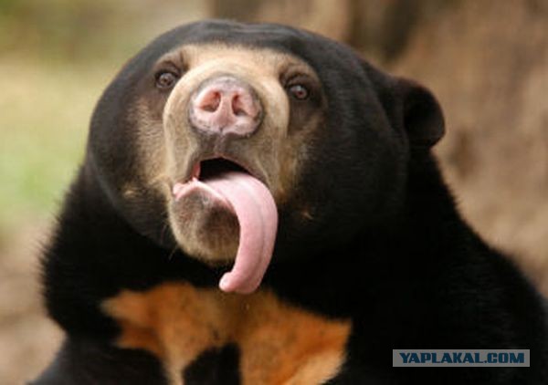 Наш ответ их красотке