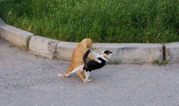 Котовторник 24.06.2014