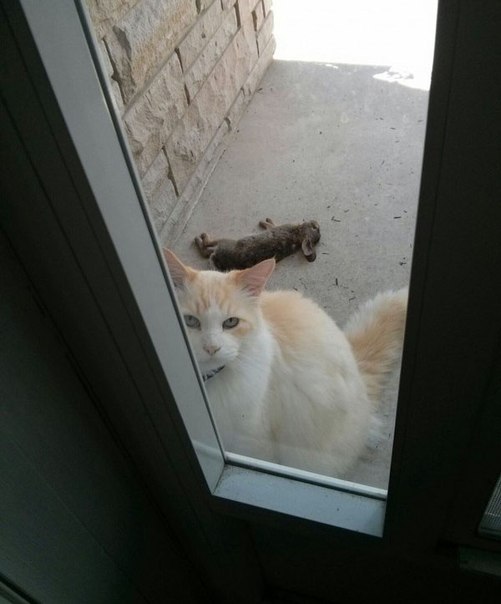 Забавные картинки и комменты из соцсети