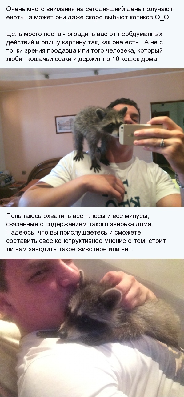 Угостили "зашедшего на огонек" енота морковкой