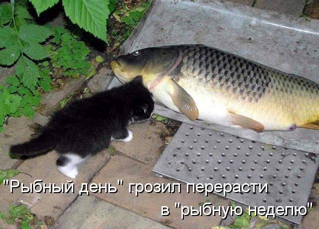 20 самых известных котов в интернете.