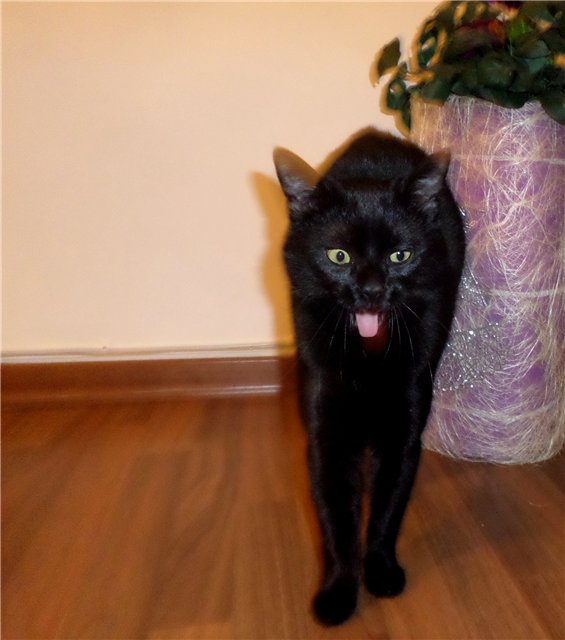 О кошачьих кличках.