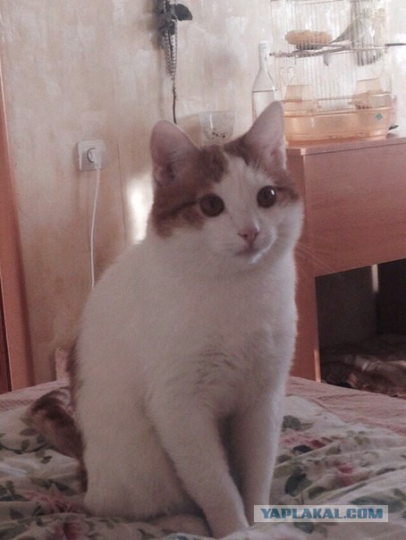 Котовторник 14.07.2015