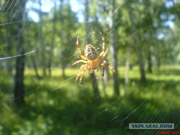 Mакро под дождем