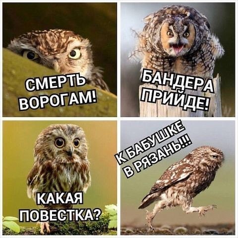Картинки на злободневные темы