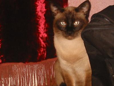 Коты, кошки, котята