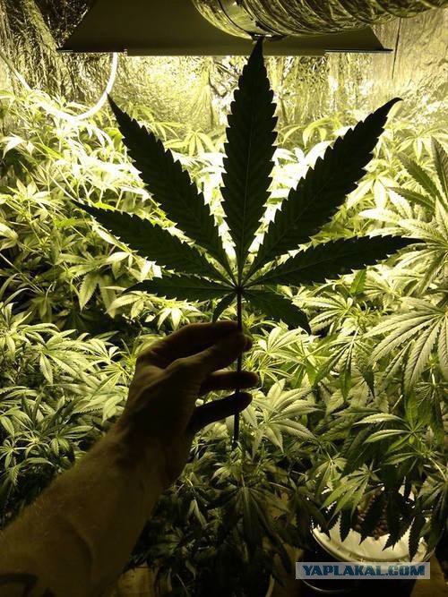 Что же такое спайсы?