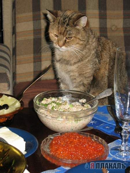 Коты, кошки, котята