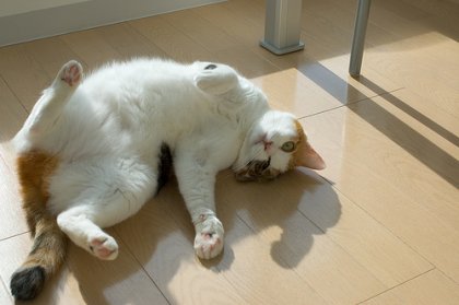 Коты, кошки, котята