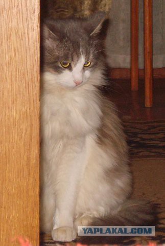 Выборка фотогеничных котэнов