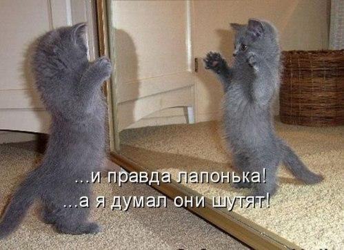 Мохнатые беспредельщики