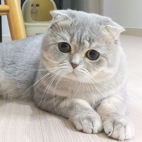 Мохнатые беспредельщики