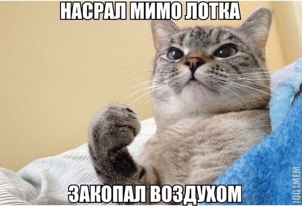 Мохнатые беспредельщики