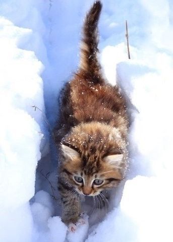Мохнатые беспредельщики