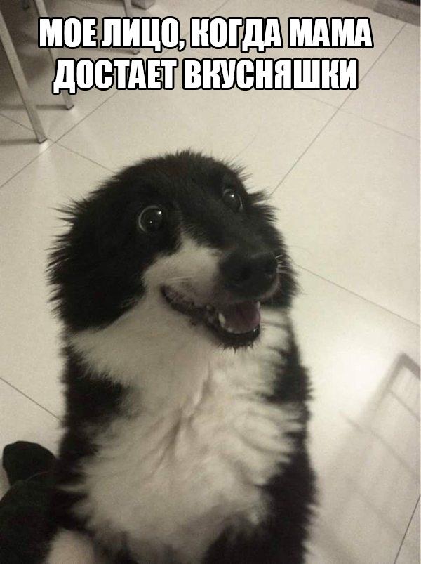 Прикольные животные