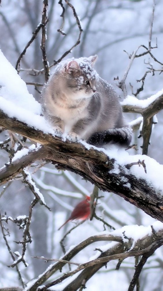 Коты из сети