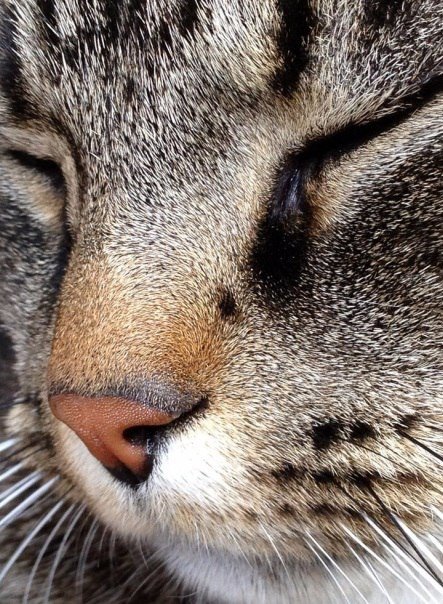 Коты и Кошки