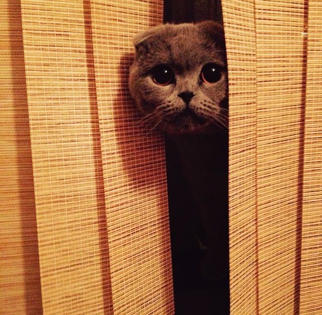 Коты и Кошки