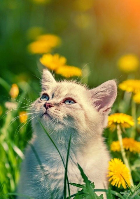 Коты и Кошки